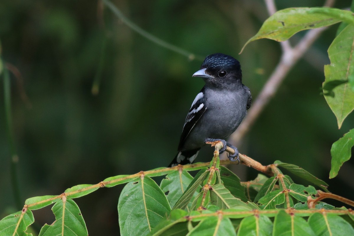 White-winged Becard - ML148898451