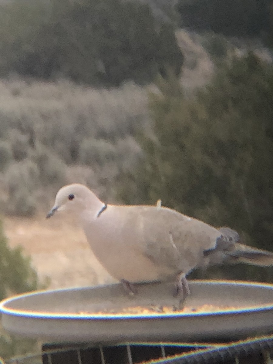 Eurasian Collared-Dove - Cole Caswell