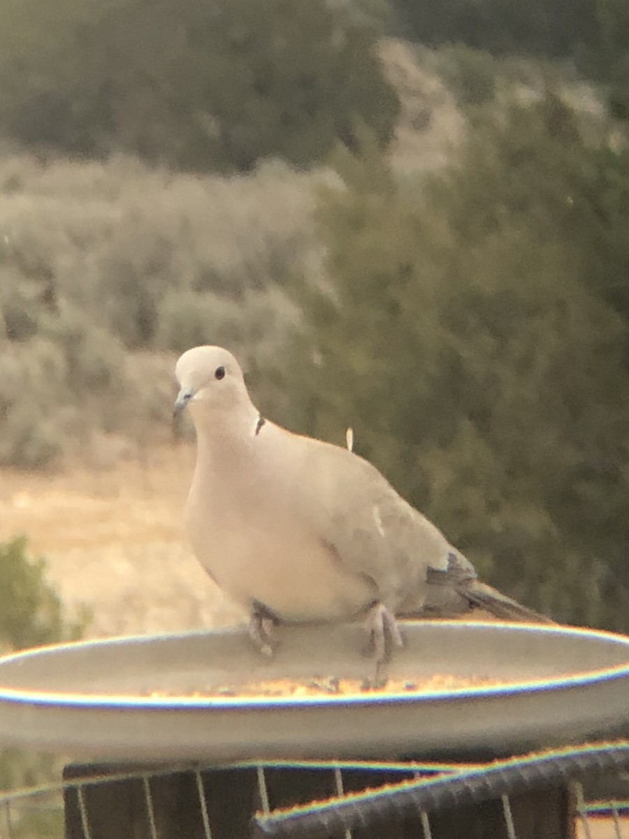 Eurasian Collared-Dove - ML148900581