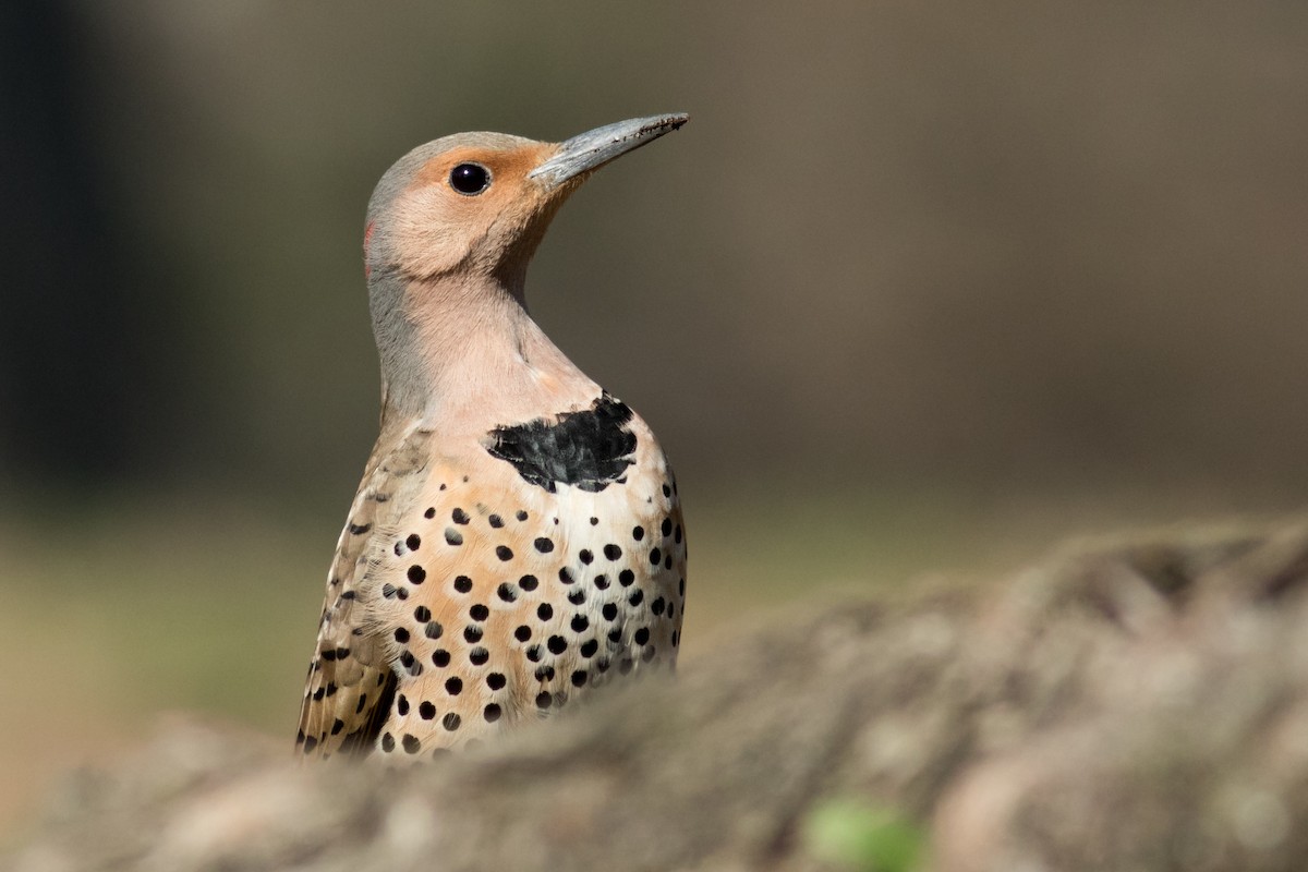 Northern Flicker - ML148901201