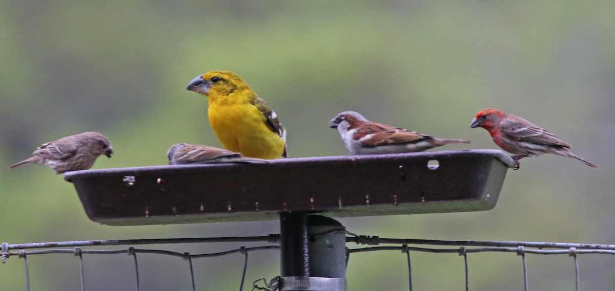 Yellow Grosbeak - ML148901371