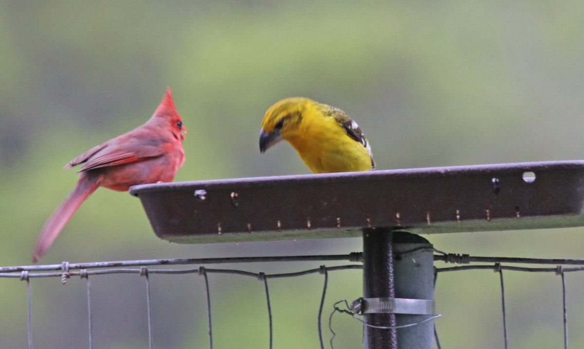 Yellow Grosbeak - ML148901491