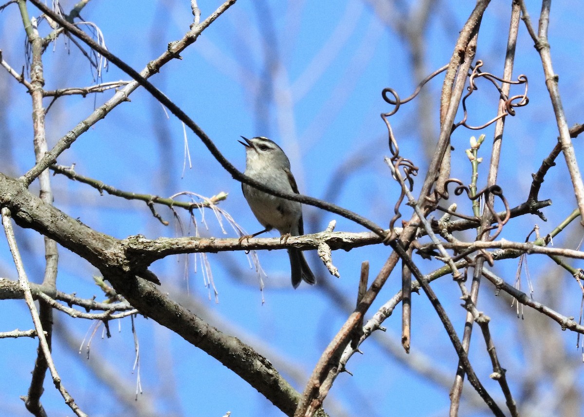 Golden-crowned Kinglet - Larry Zaleski