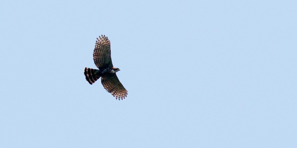 Águila Galana - ML148902961