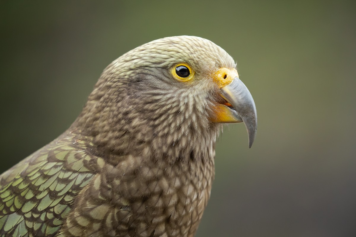 Kea - ML148904141