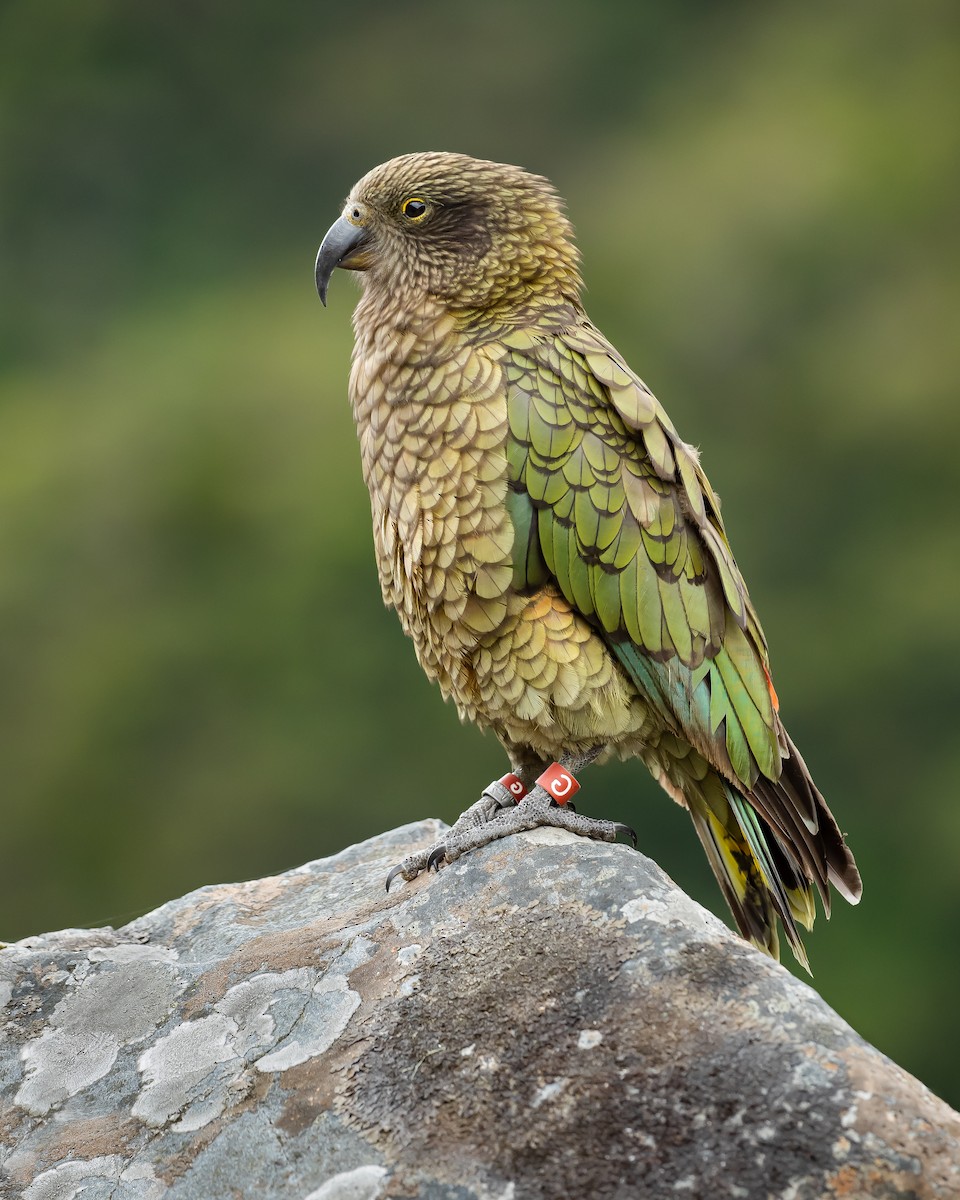 kea - ML148904171