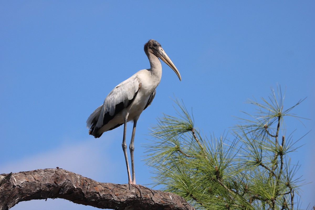 Wood Stork - Gavin McKinnon