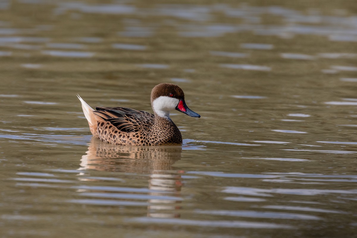 White-cheeked Pintail - Lorraine Minns