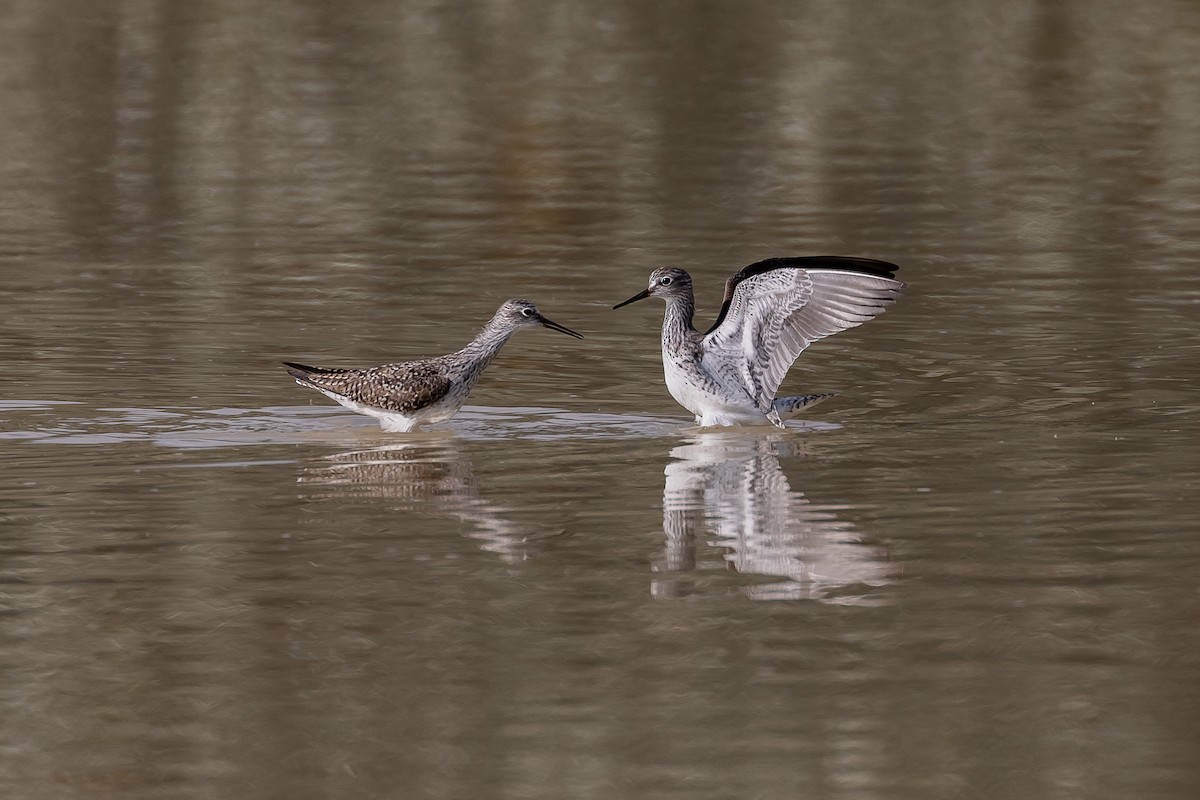 Greater Yellowlegs - Lorraine Minns