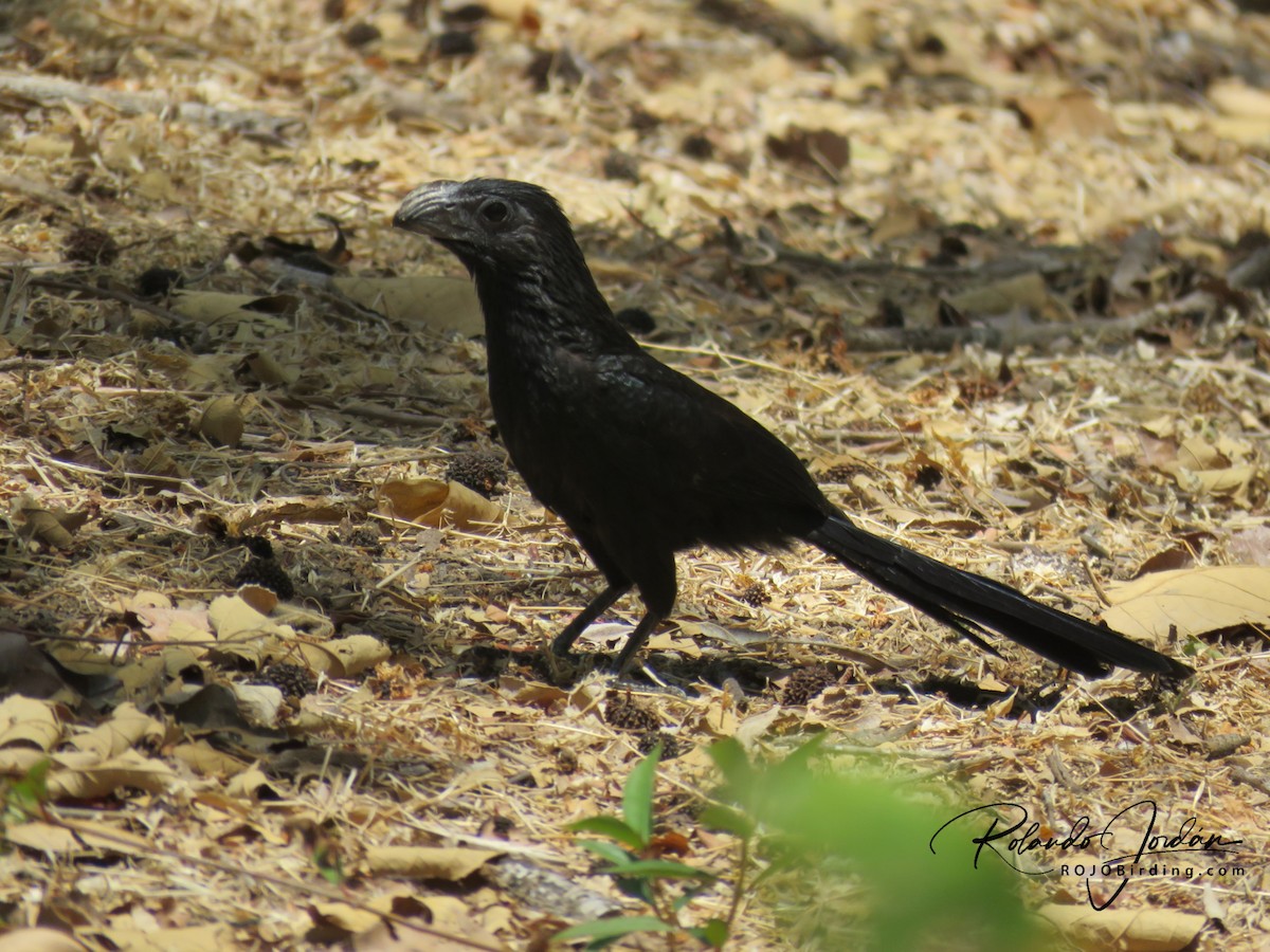 Groove-billed Ani - ML148904691