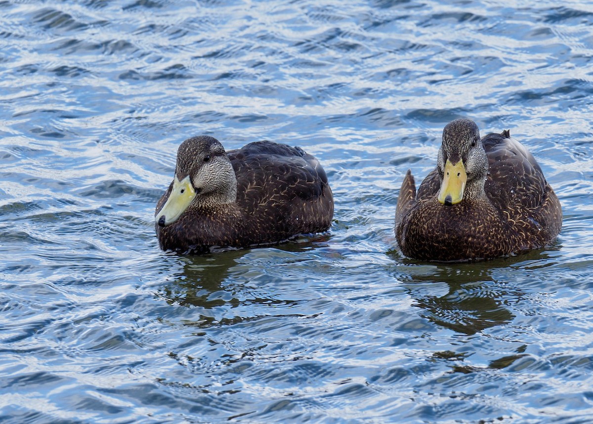 American Black Duck - ML148905671