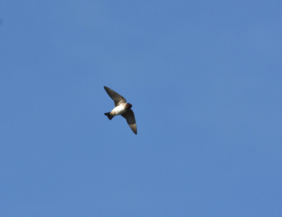 Cliff Swallow - ML148907341