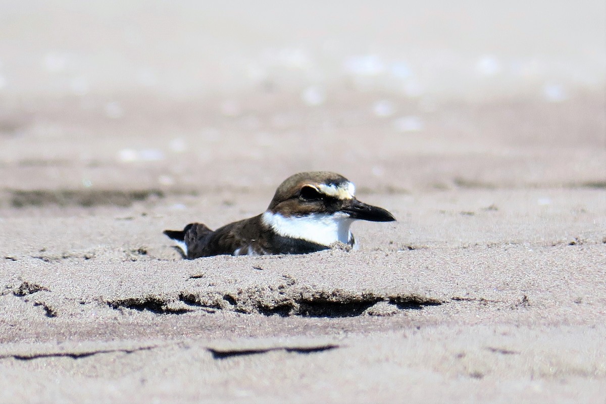 Wilson's Plover - ML148909541