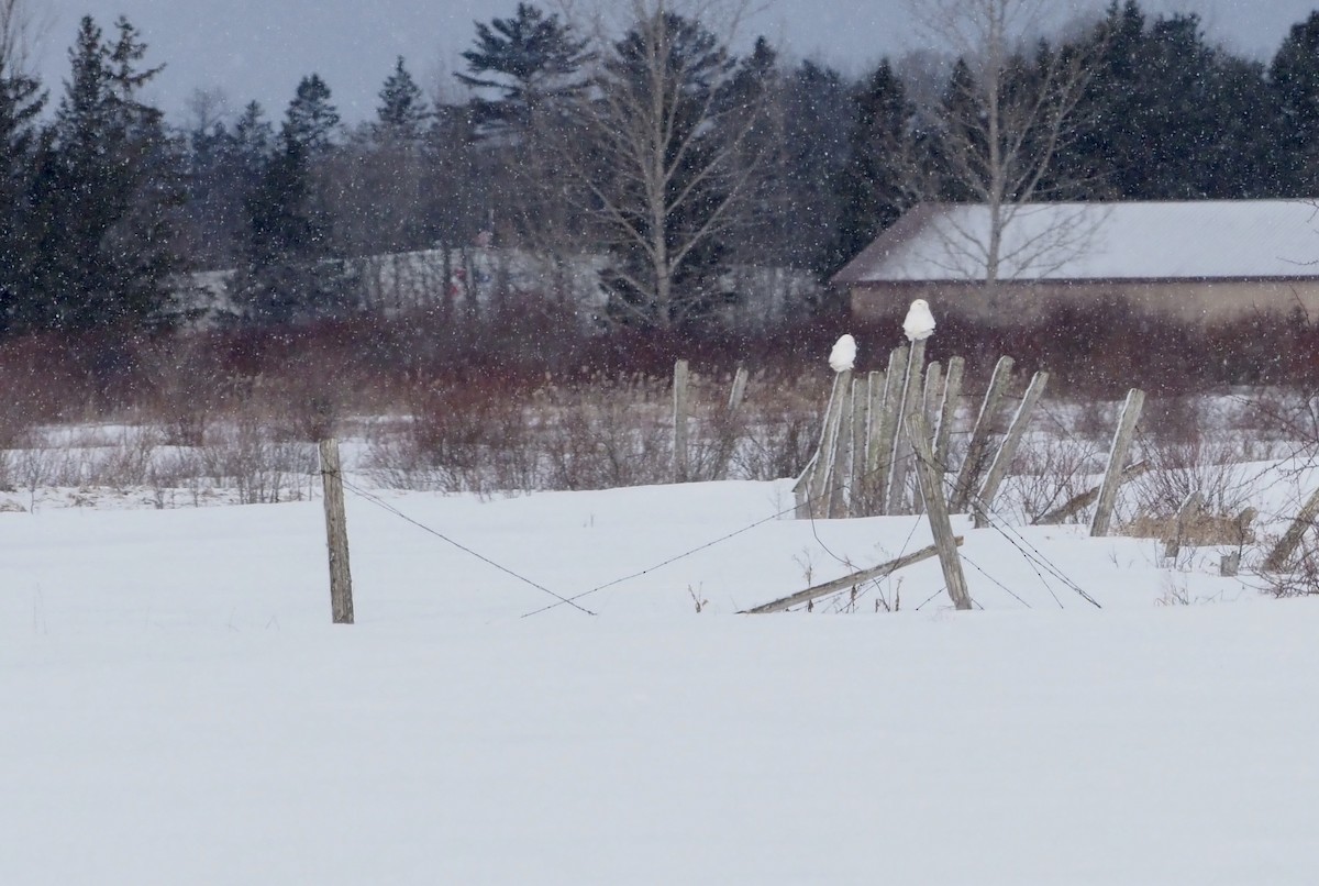 Snowy Owl - ML148909621