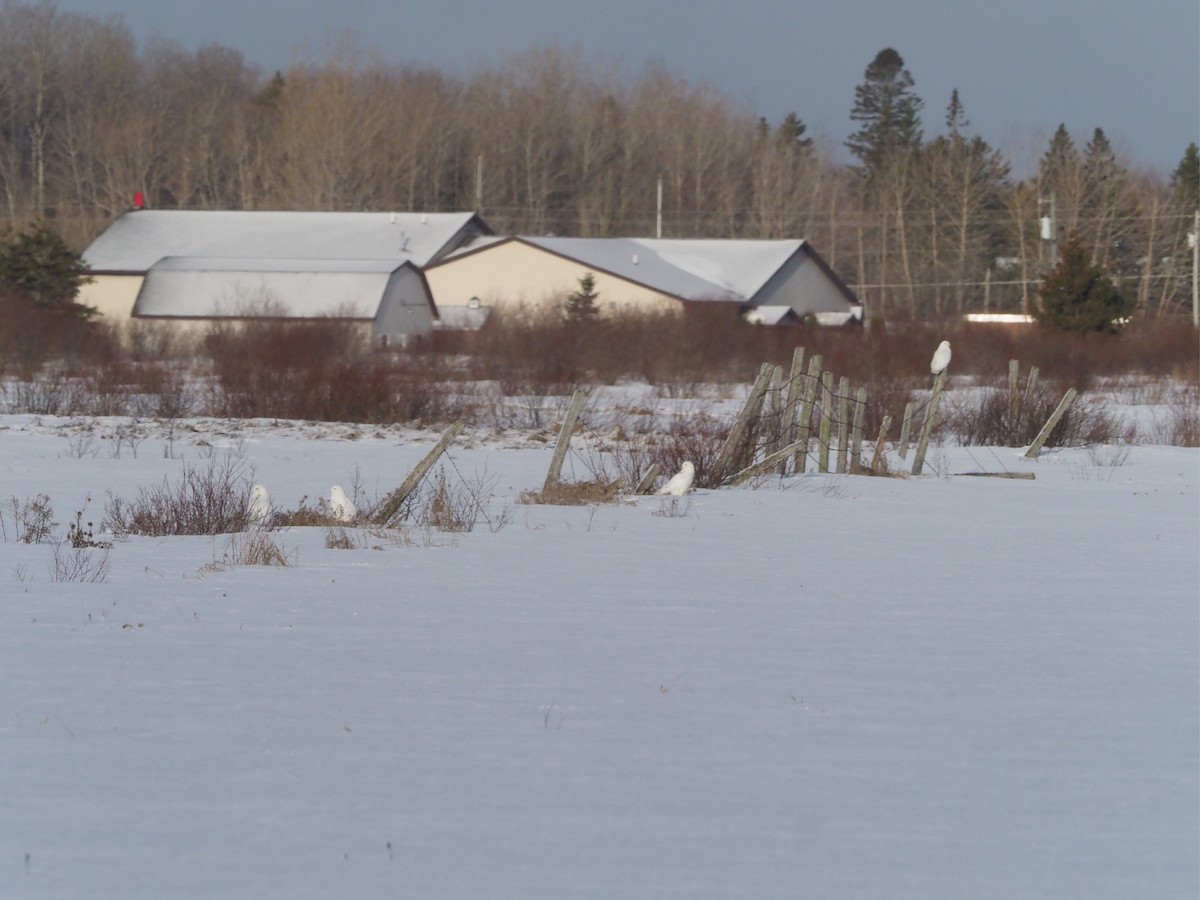 Snowy Owl - ML148909631