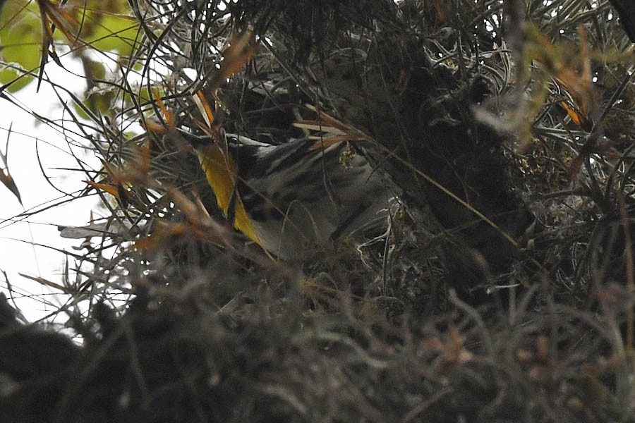 Yellow-throated Warbler - ML148910181