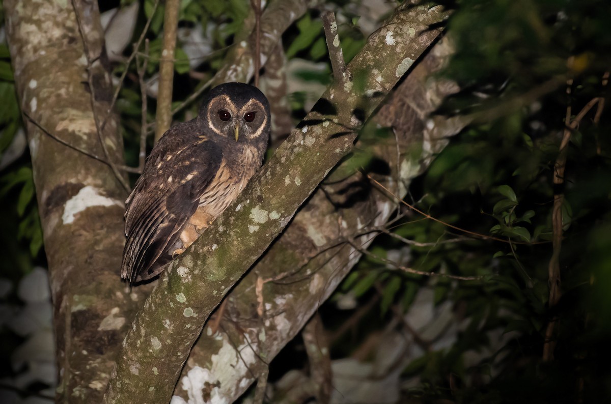 Mottled Owl - ML148910311