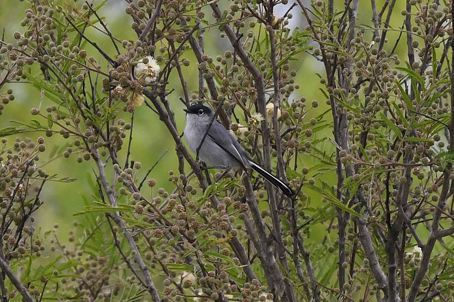 Black-tailed Gnatcatcher - ML148910701