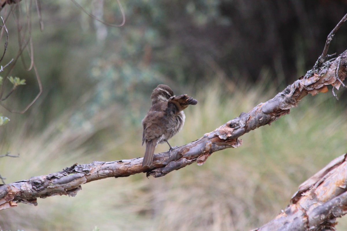 Chestnut-winged Cinclodes - ML148912911