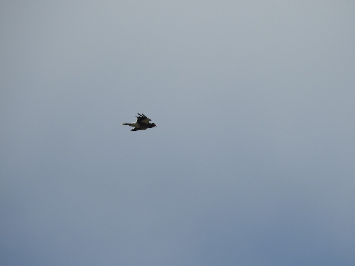 Carunculated Caracara - Tristan Jobin