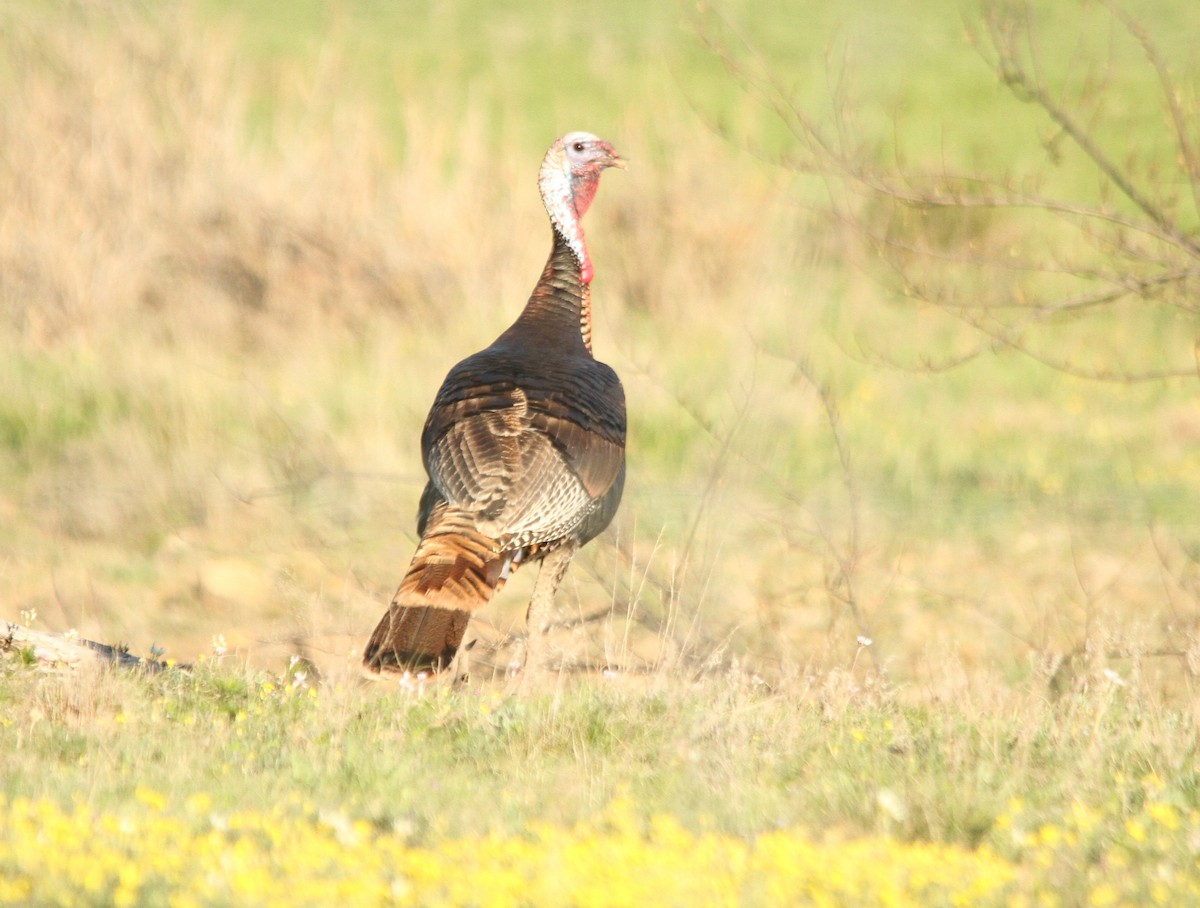 Wild Turkey - ML148918101