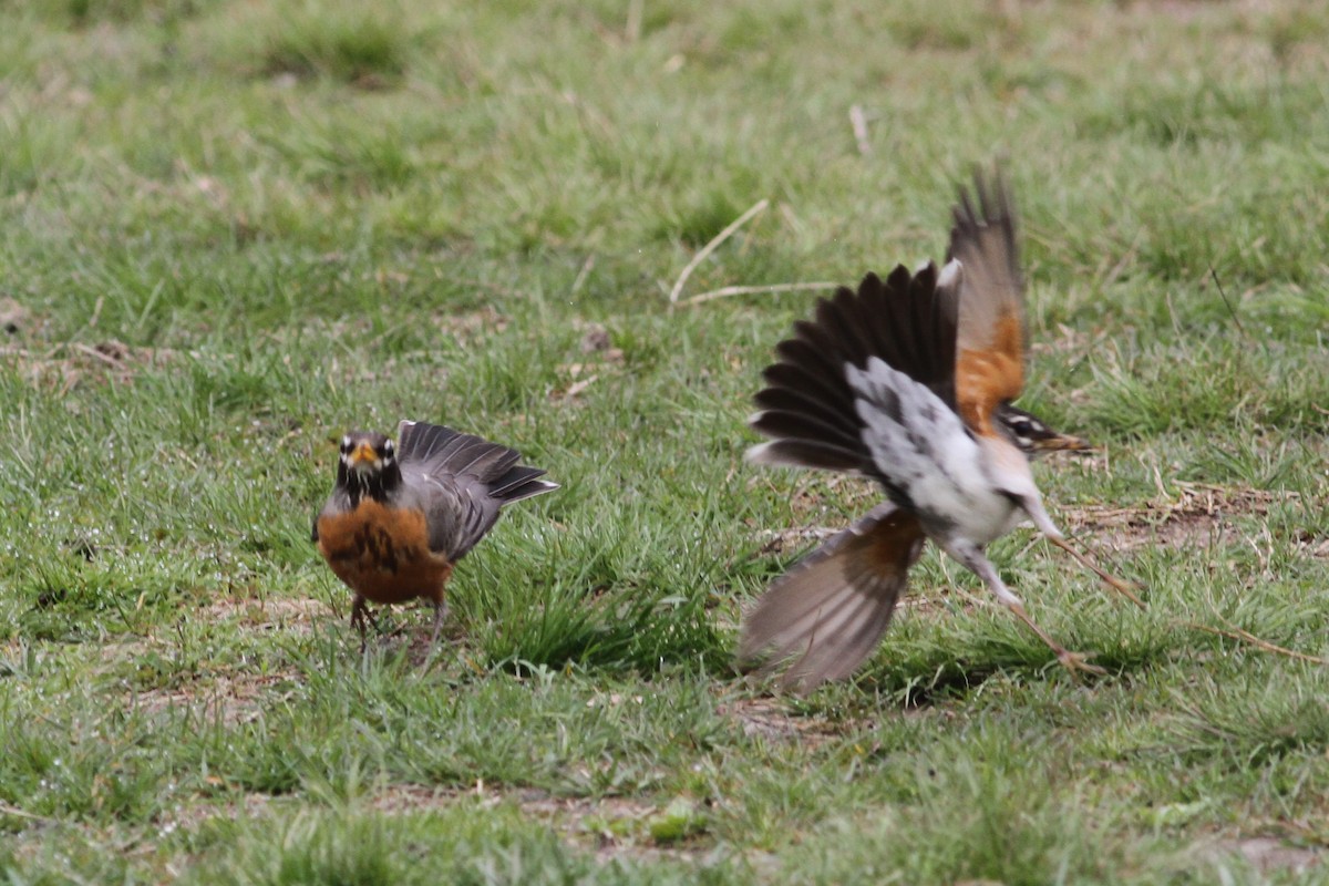 American Robin - Jay Huila Balvin