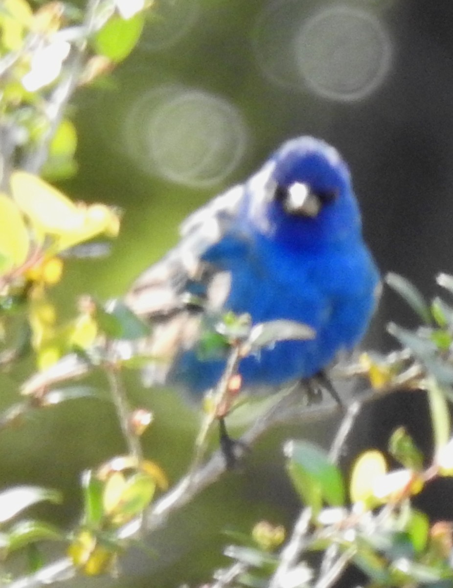 Indigo Bunting - ML148923121
