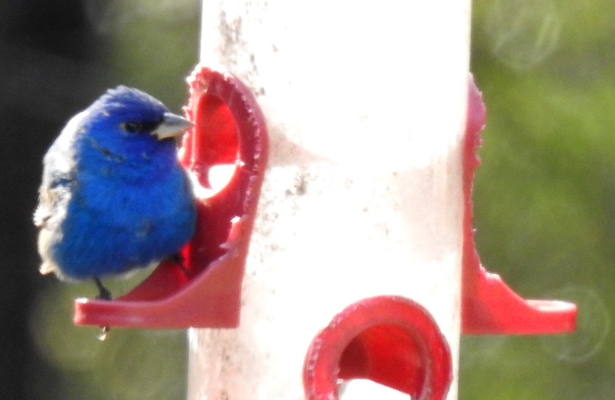 Indigo Bunting - ML148923141