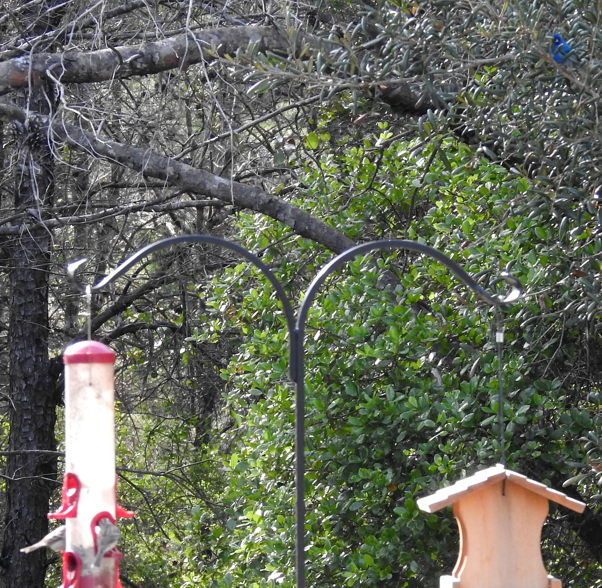 Indigo Bunting - ML148923151