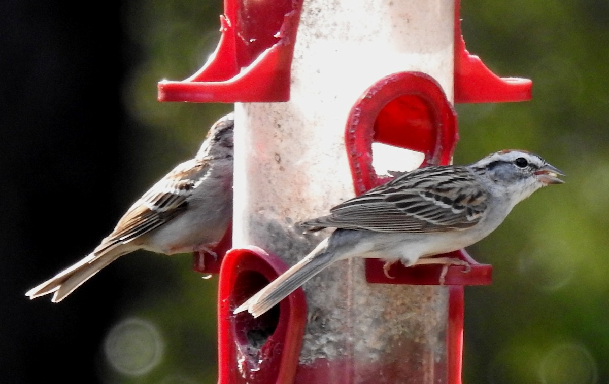 Chipping Sparrow - ML148923161