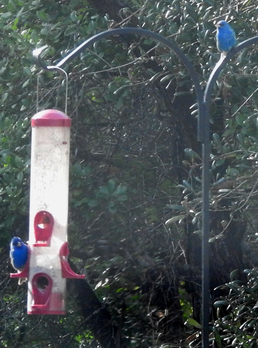 Indigo Bunting - ML148923181