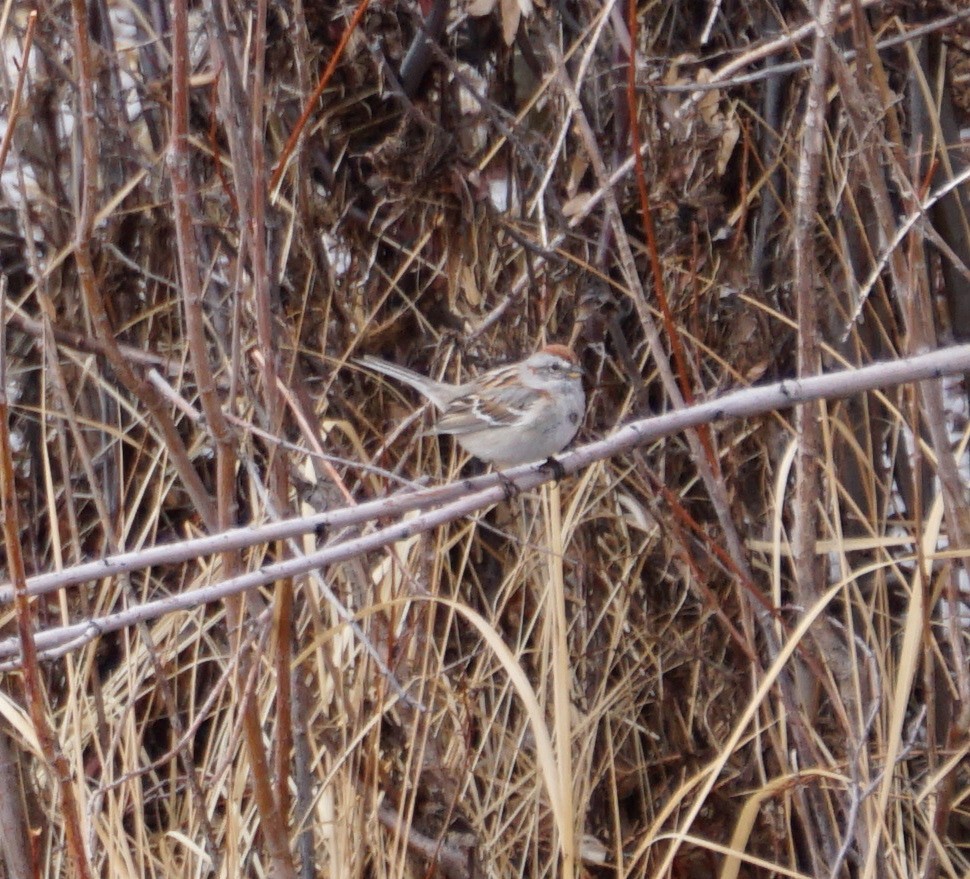 American Tree Sparrow - ML148923201