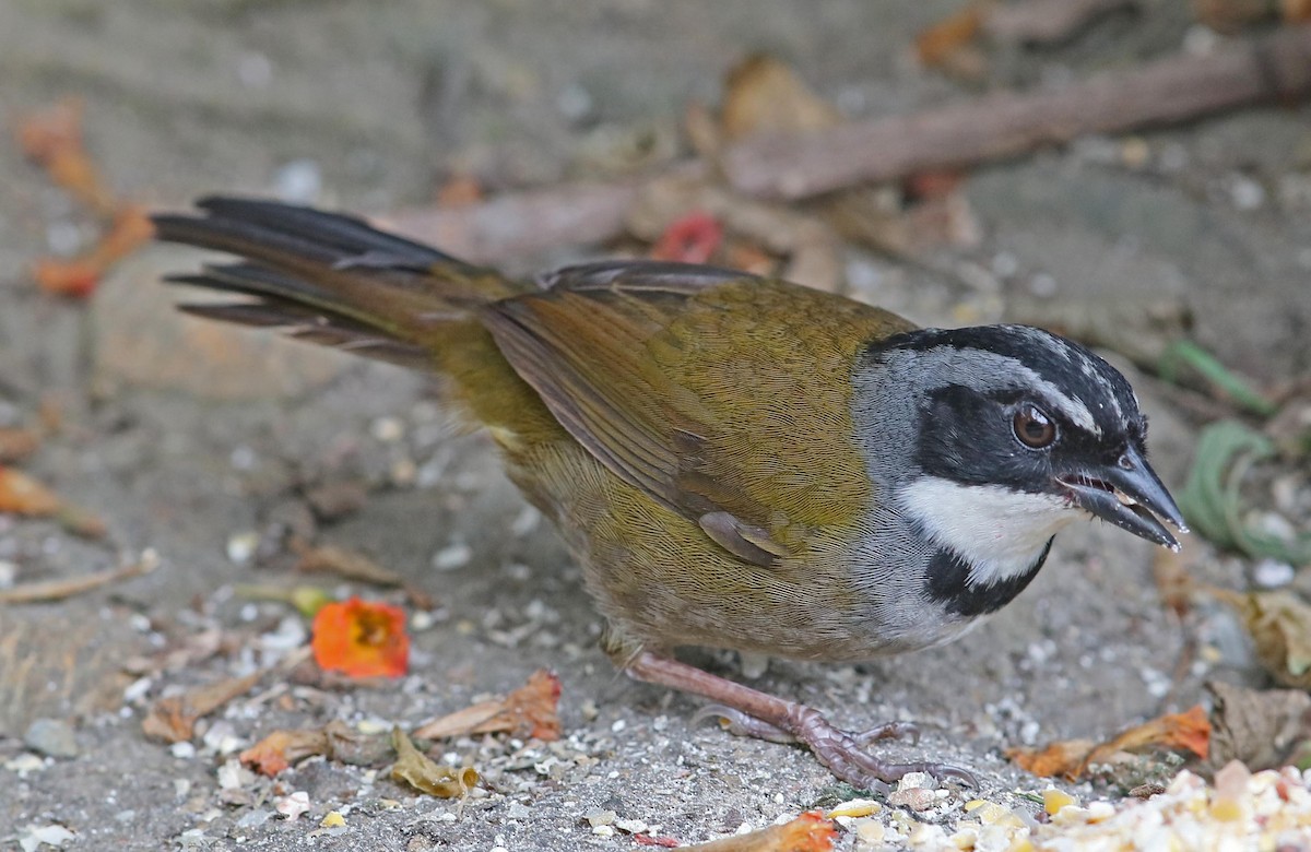 Sierra Nevada Brushfinch - Larry Sirvio