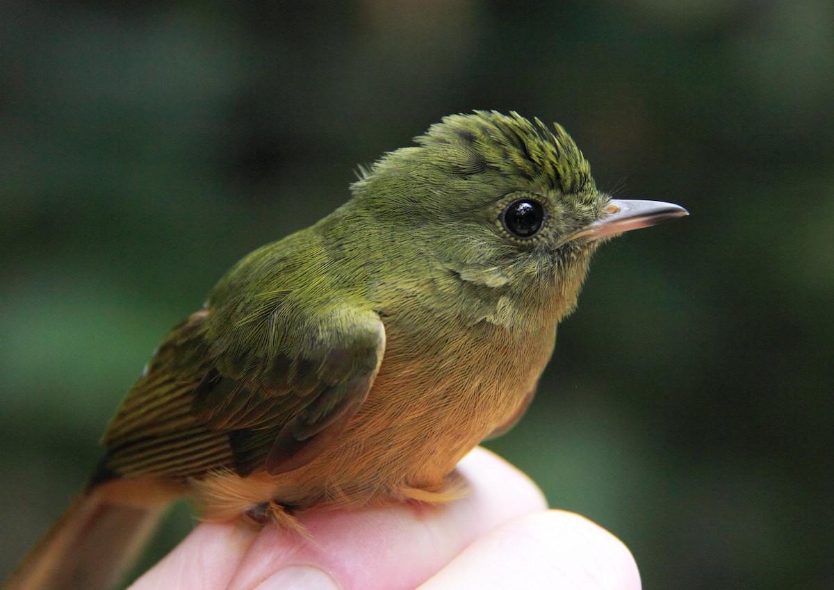 McConnell's Flycatcher - ML148925461