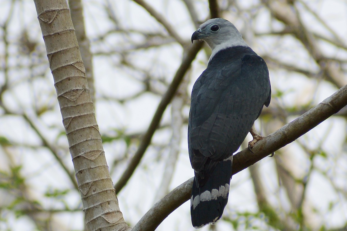 Gray-headed Kite - ML148925771