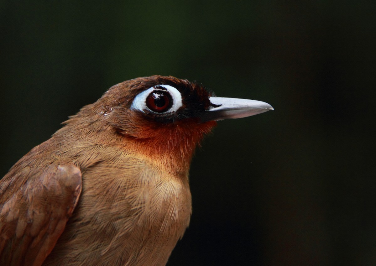 Rufous-throated Antbird - Phil Stouffer