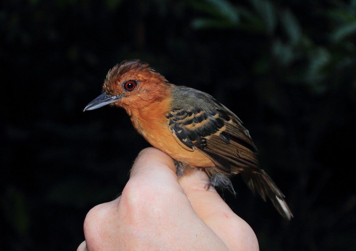 Black-headed Antbird - Phil Stouffer