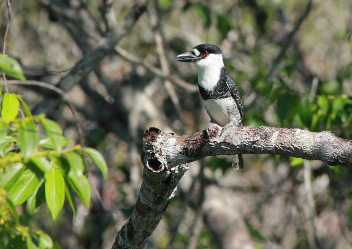 Guianan Puffbird - ML148926611