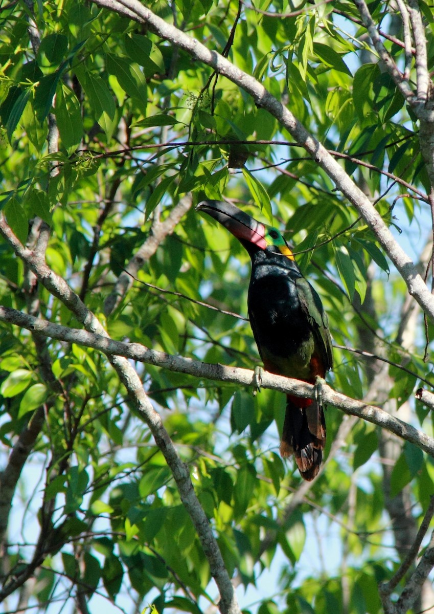 Guianan Toucanet - ML148926831