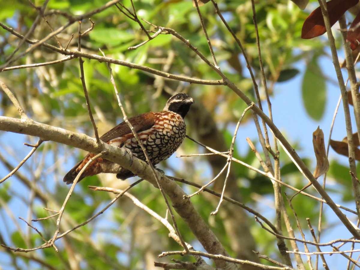 Black-throated Bobwhite - ML148929691