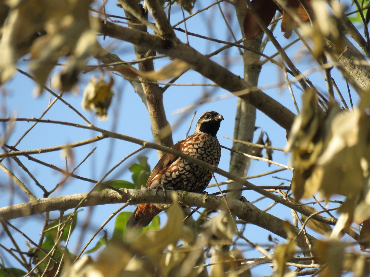 Black-throated Bobwhite - ML148929701