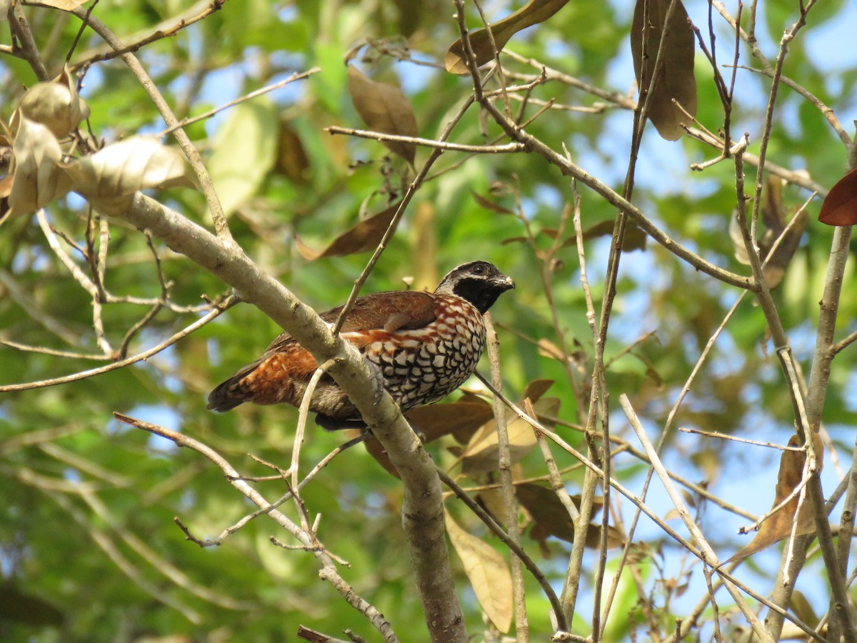 Black-throated Bobwhite - ML148929711