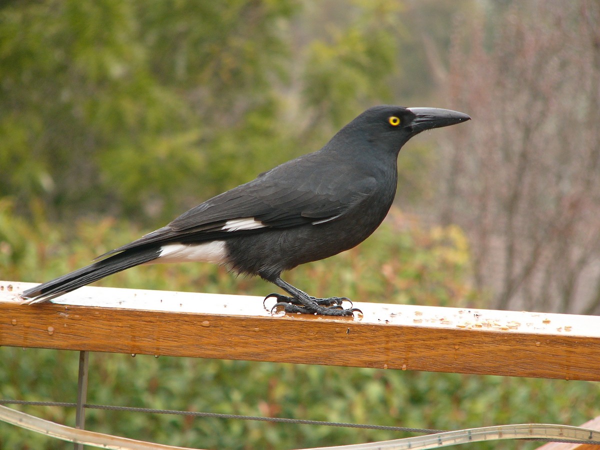 Pied Currawong - ML148931881