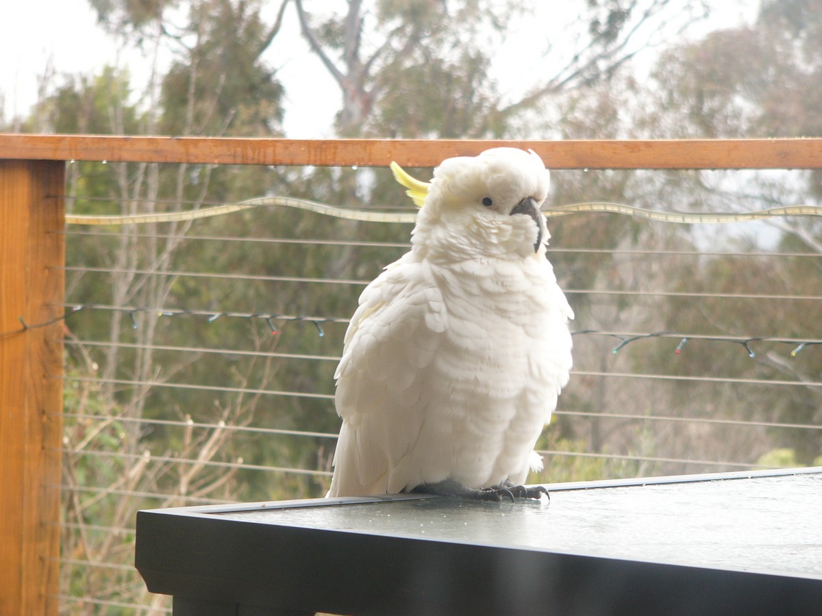 Sulphur-crested Cockatoo - ML148932161