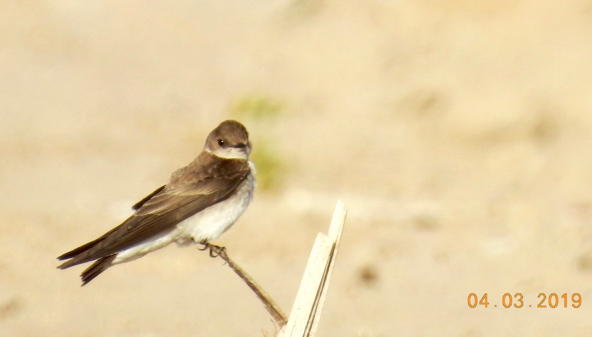 Northern Rough-winged Swallow - John Grossa
