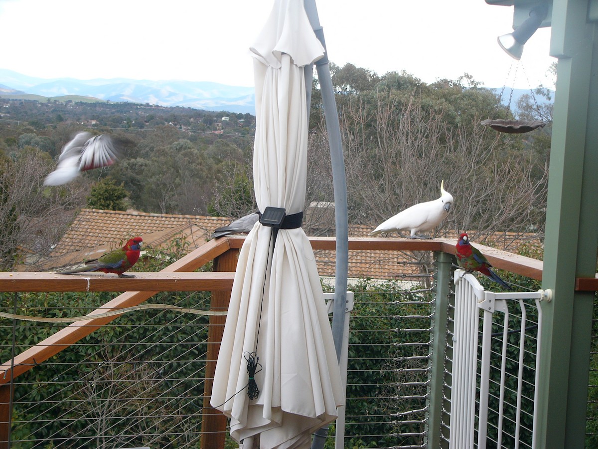 Sulphur-crested Cockatoo - Leah Smith