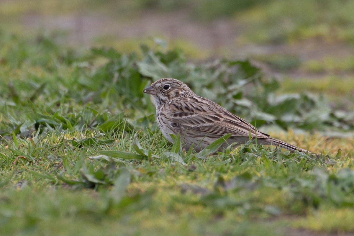 Vesper Sparrow - Audrey Addison