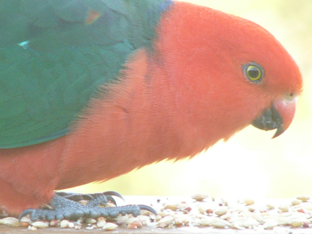 Australian King-Parrot - ML148934091