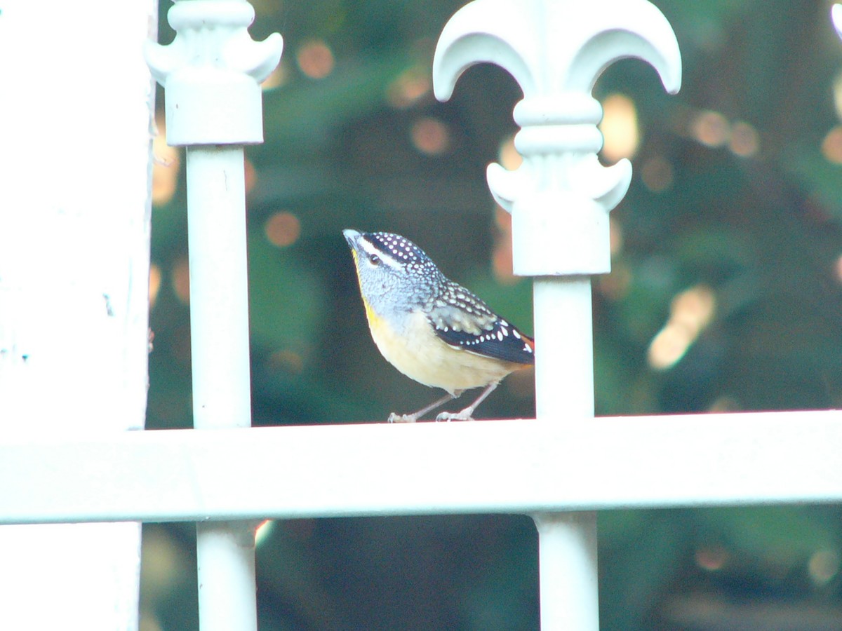 Spotted Pardalote - ML148934951