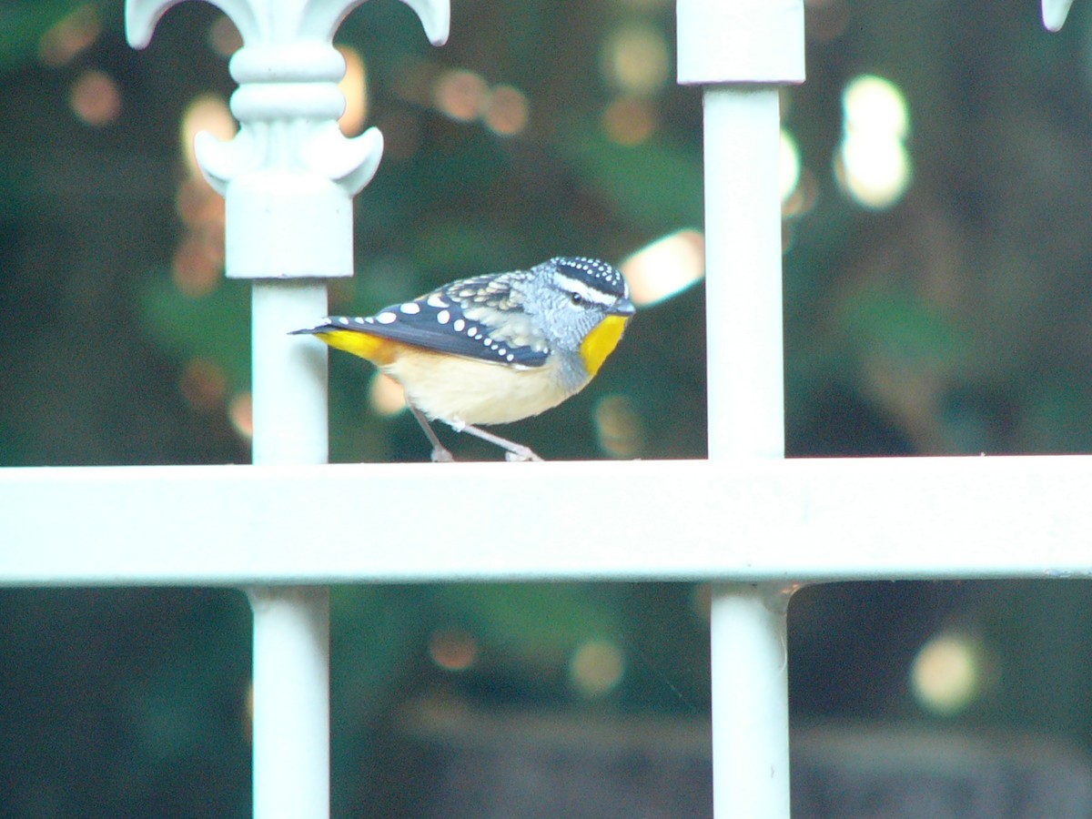 Spotted Pardalote - ML148935091